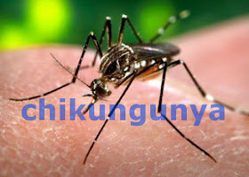 penyakit chikungunya