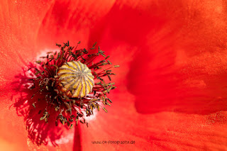 Makrofotografie Naturfotografie Weserbergland Olaf Kerber