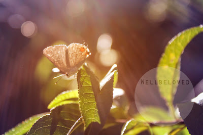 moth on peach tree gradient