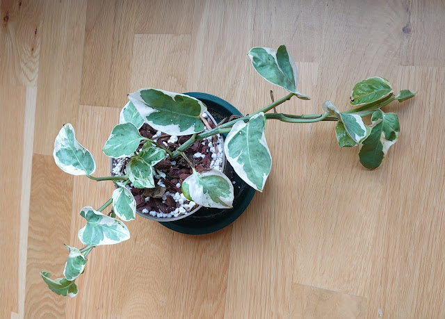 Epipremnum 'Njoy' liten plante i 11 cm potte