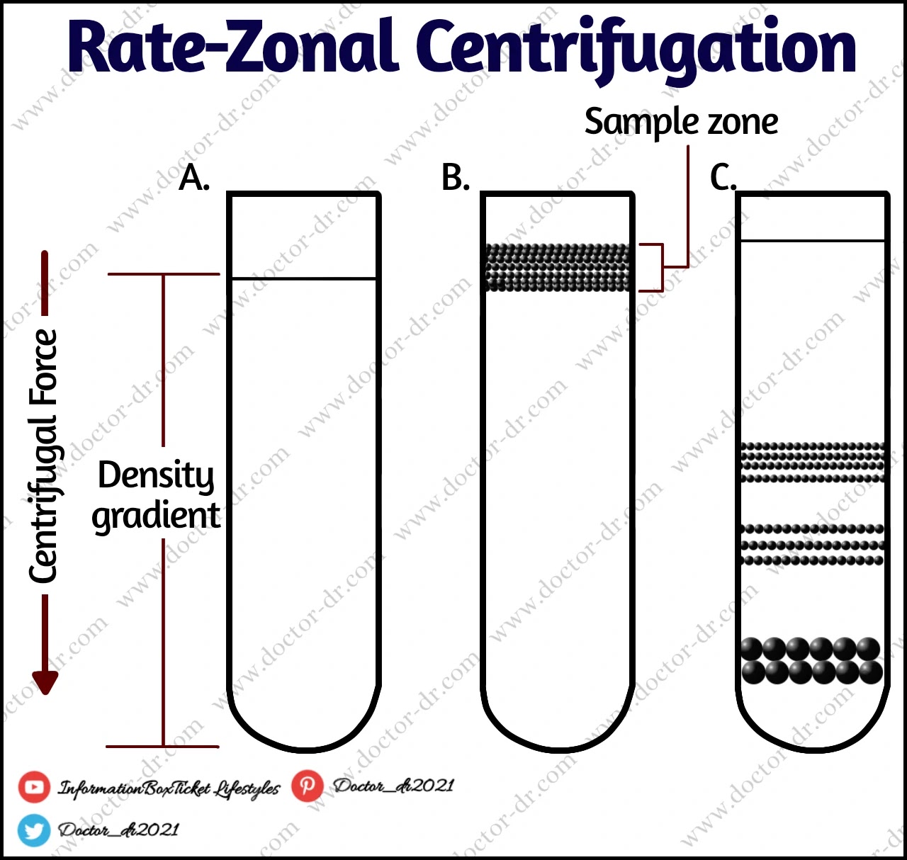 Rate-zonal centrifugation The sample is placed as a tiny zone on top of a density gradient. Particles move at different rates due to centrifugal force, depending on their bulk. The primary factors of how fast particles settle are size and density. As the particle band drops through the density medium, zones of similar particle size form as the faster sedimenting particles past the slower ones.