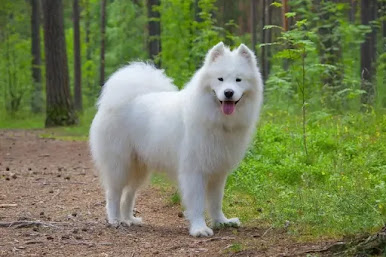 samoyed dog