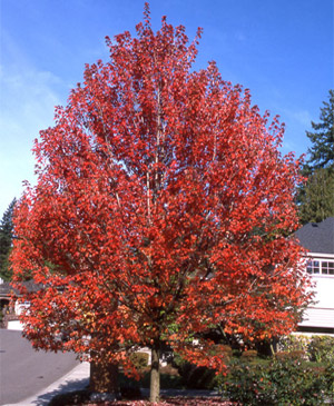 Autumn Blaze Tree1