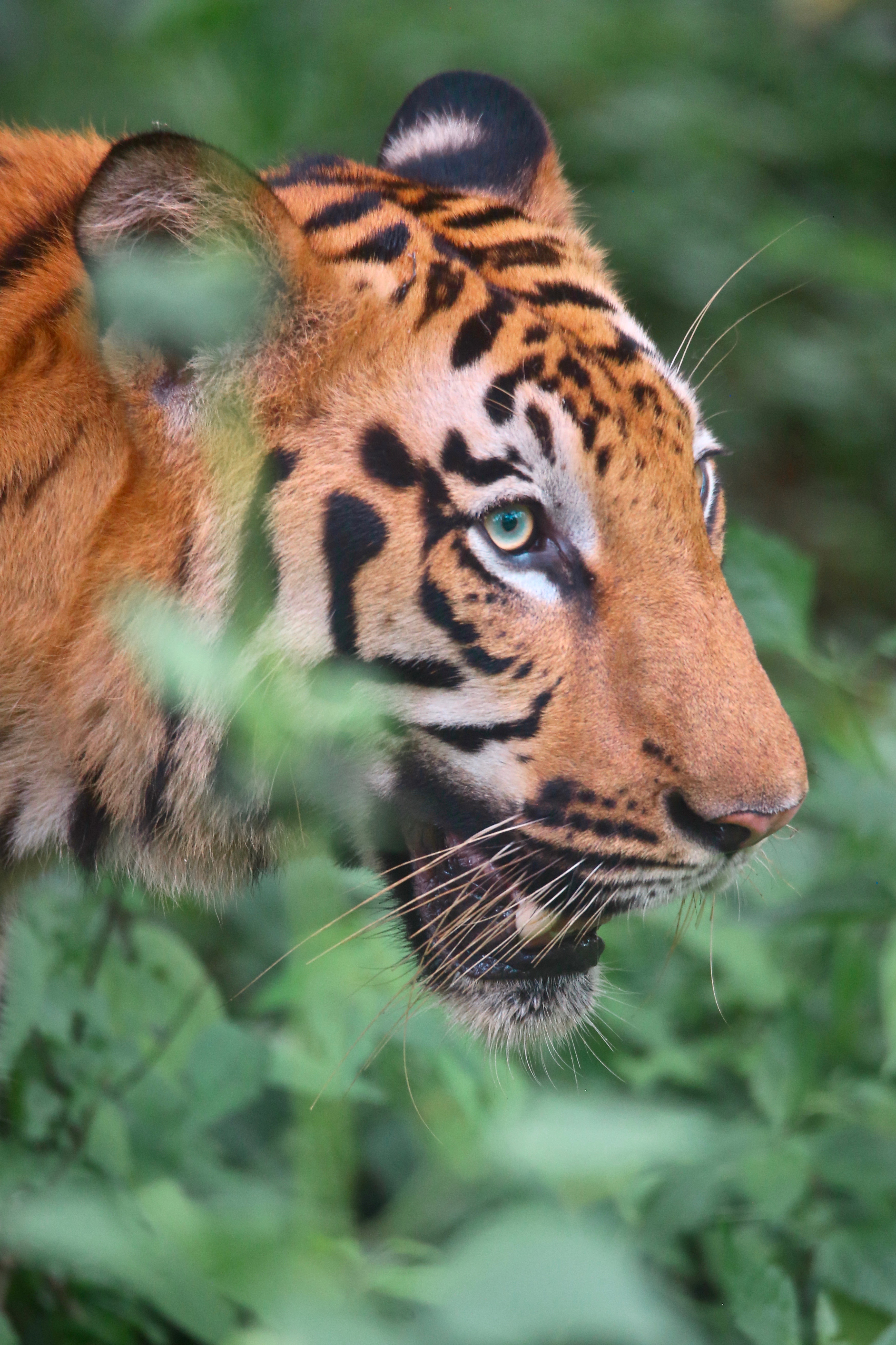 The Majestic Bengal Tiger Is an Endangered Species