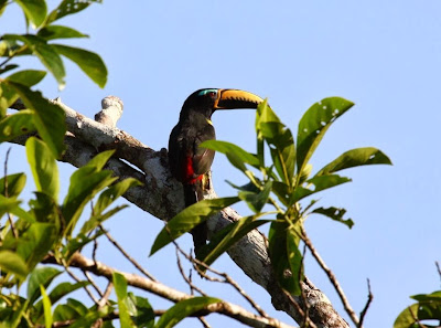 Inscrito Arasarí marcado Pteroglossus