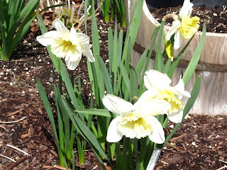 Blooming daffodils in Sequim