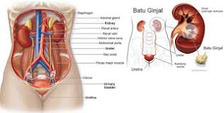 cara menghancurkan batu ginjal tanpa operasi,obat batu ginjal,obat kencing batu,cara mengeluarkan batu ginjal tanpa operasi,cara menghilangkan batu ginjal tanpa operasi