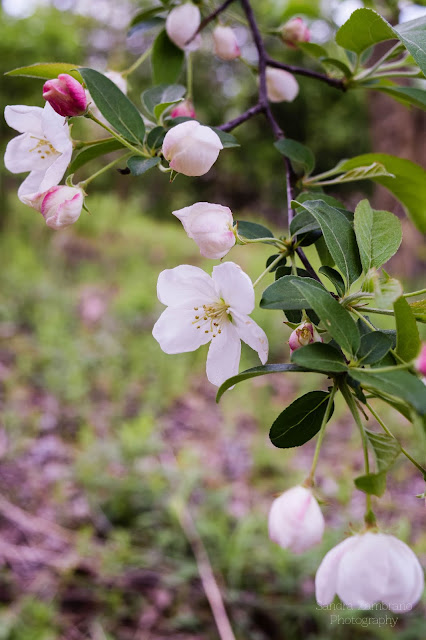 Primavera