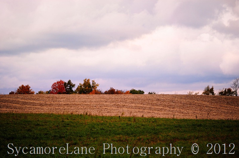 Gray autumn day-1