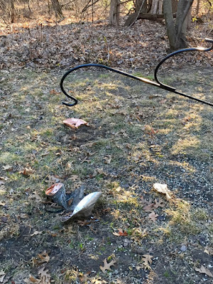 bird feeder eaten by bear