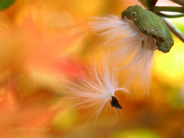 Marsdenia tomentosa