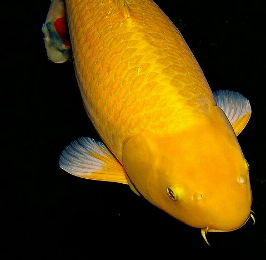 Gambar Ikan Tanpa Warna