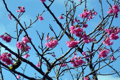 緋寒桜