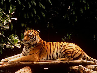 Kumpulan Gambar Harimau Sumatera