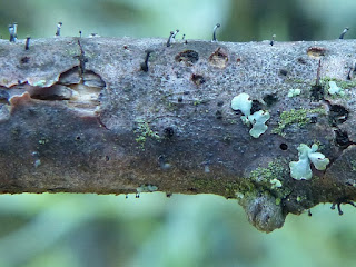 Phéocalice de Curtis - Phaeocalicium curtisii