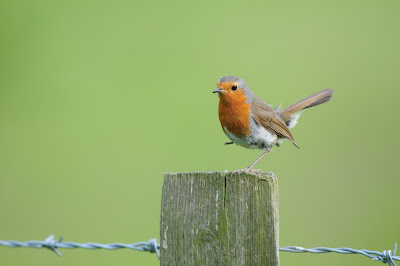 Robin at Pulborough Brooks