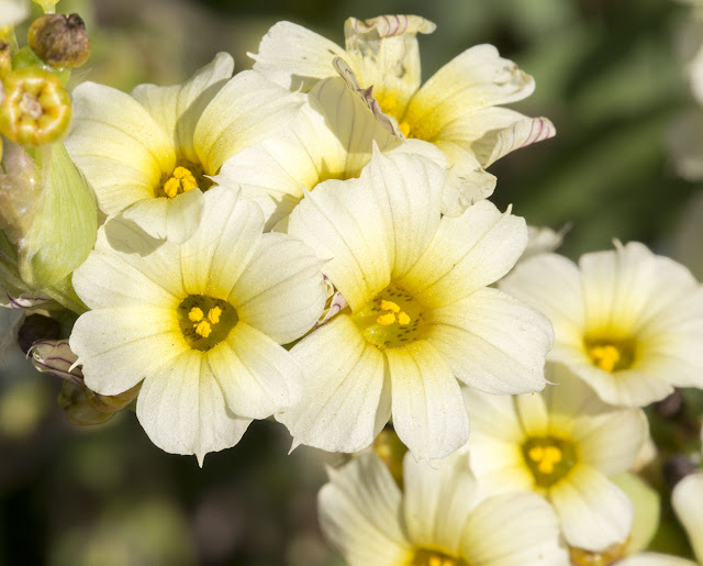 Pale Yellow-eyed Grass, Sisyrinchium striatum.  Hayes Street Farm, 18 June 2015.