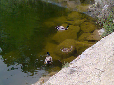 Detalle de los patos en la laguna