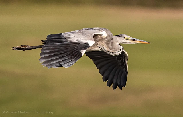 Grey Heron in Flight over the Diep River Woodbridge Island Photo: Vernon Chalmers