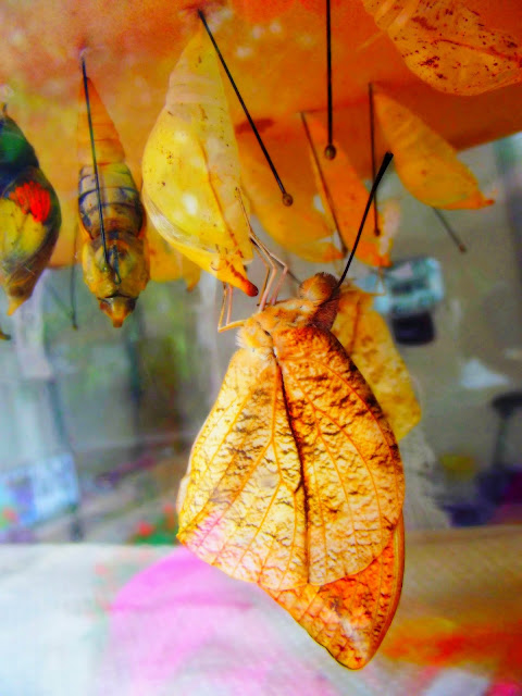 Indiana Photo of the Day - Butterfly and Cocoon - The Foellinger-Freimann Botanical Conservatory - Fort Wayne