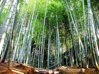 Bamboo Tree4