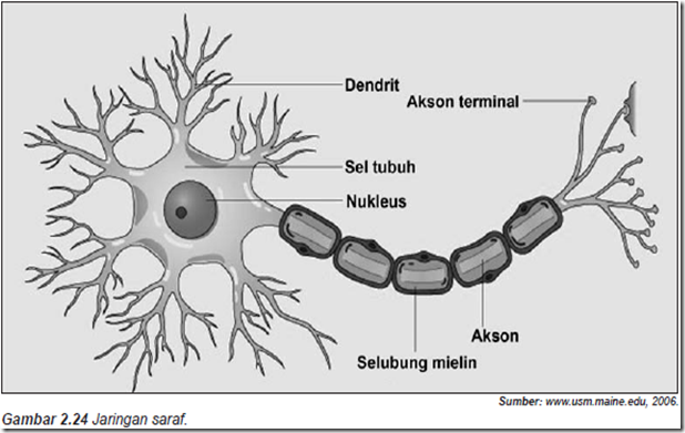 gambar jaringan saraf