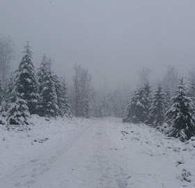 Tannen im Schnee