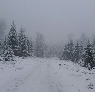 Tannen im Schnee