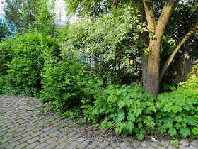 Toronto Wychwood Backyard Spring Cleanup Before by Paul Jung Gardening Services--a Toronto Gardening Services Company
