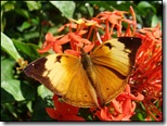 Doleschallia bisaltide pratipa (f)-ChangiT3-20090516_1504-640