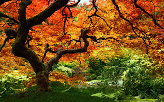 Autumn-Leaves-Wallpapers