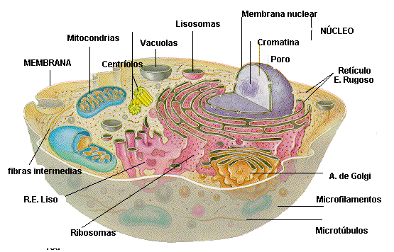 celula vegetal. celula vegetal y celula