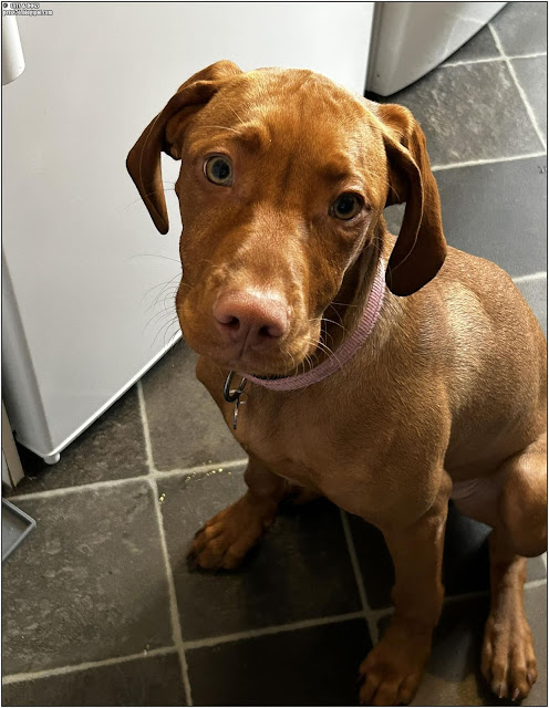 vizsla