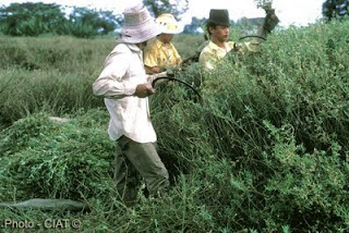 Forraje Alfalfa Brasilena