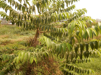 山油麻的枝條