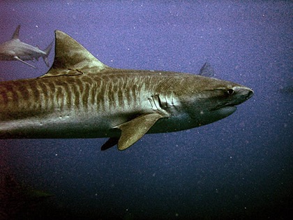 tiger_shark