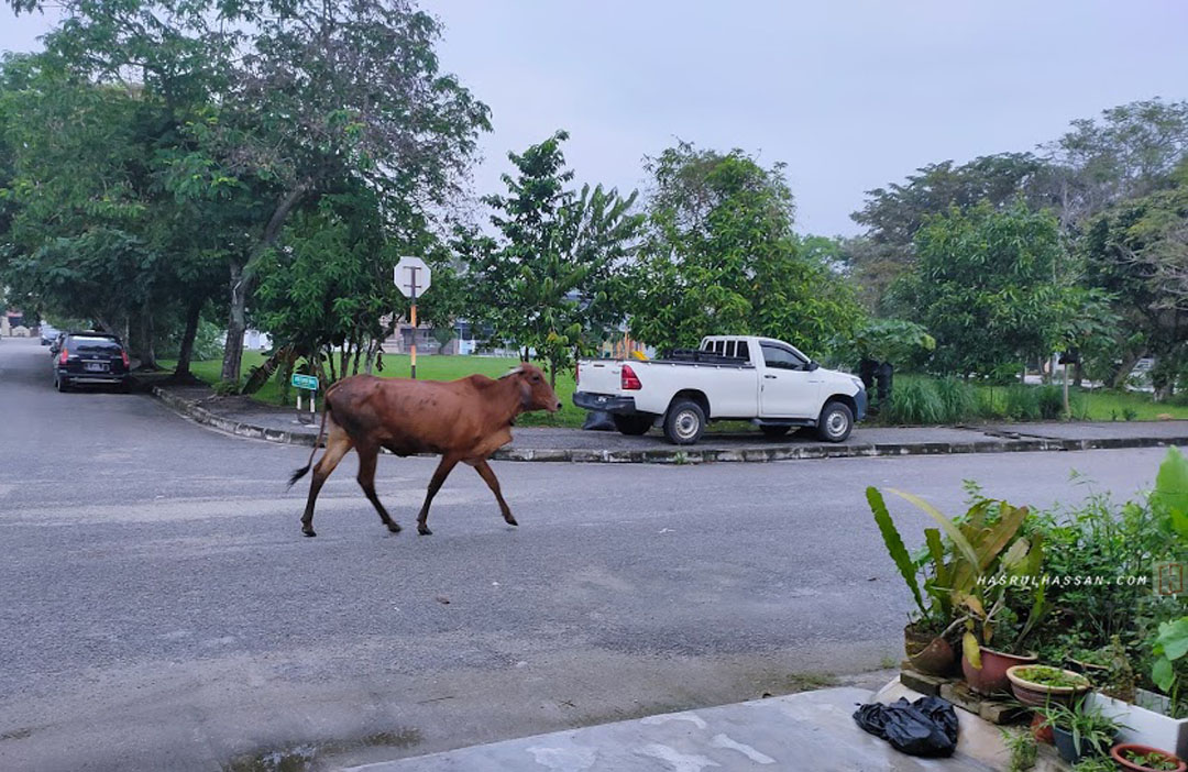 Lembu Terlepas Bebas Waktu PKP