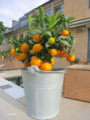 orange tree in pot, Stockholm, Sweden