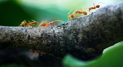 What affect do ants have on you?