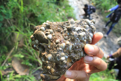 Fosil moluska yang ditemukan di situs Sangiran, Jawa Tengah sebagian besar hidup di lingkungan laut tertutup di masa lampau dengan kondisi arus yang tenang dan terkubur dalam material lempung hingga pasir halus