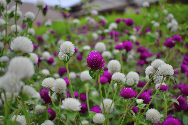 purple white flowers field