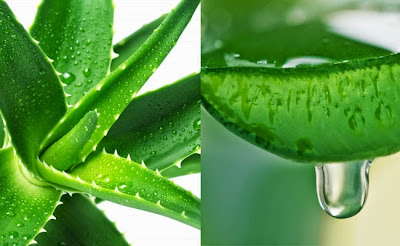 Aloe Vera skin is very popular. Mixed with honey out of jail aloe Vera. Please note affixed. Spots on the face, skin dye to dye stain aloe Vera cannot grow, face becomes smaller.