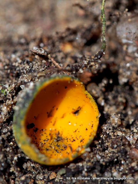 kielonki blyszczace, caloscyphe fulgens, kieloneczka, grzyby gatunkami, atlas grzybow, grzyby wiosenne, grzybek, zolte grzybki, czareczki, prosto z lasu, grzybnieta, rzadki gatunek grzyba