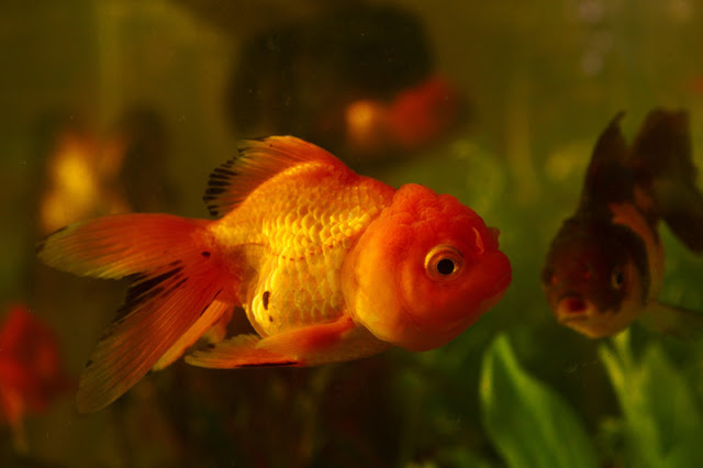 A goldfish swims in a tank with lots of artificial and real plants