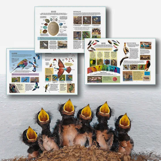 Kids' Birds of Southern Africa - By Hélène Loon