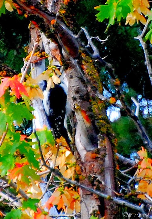 13. hairy woodpecker-kab