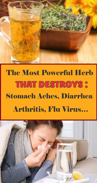 Powerful Herb For Eliminating Arthritis, Stomach Aches, Sore Throat, Diarrhea, Flu And Viruses And Much More!