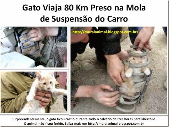 Gato na Mola