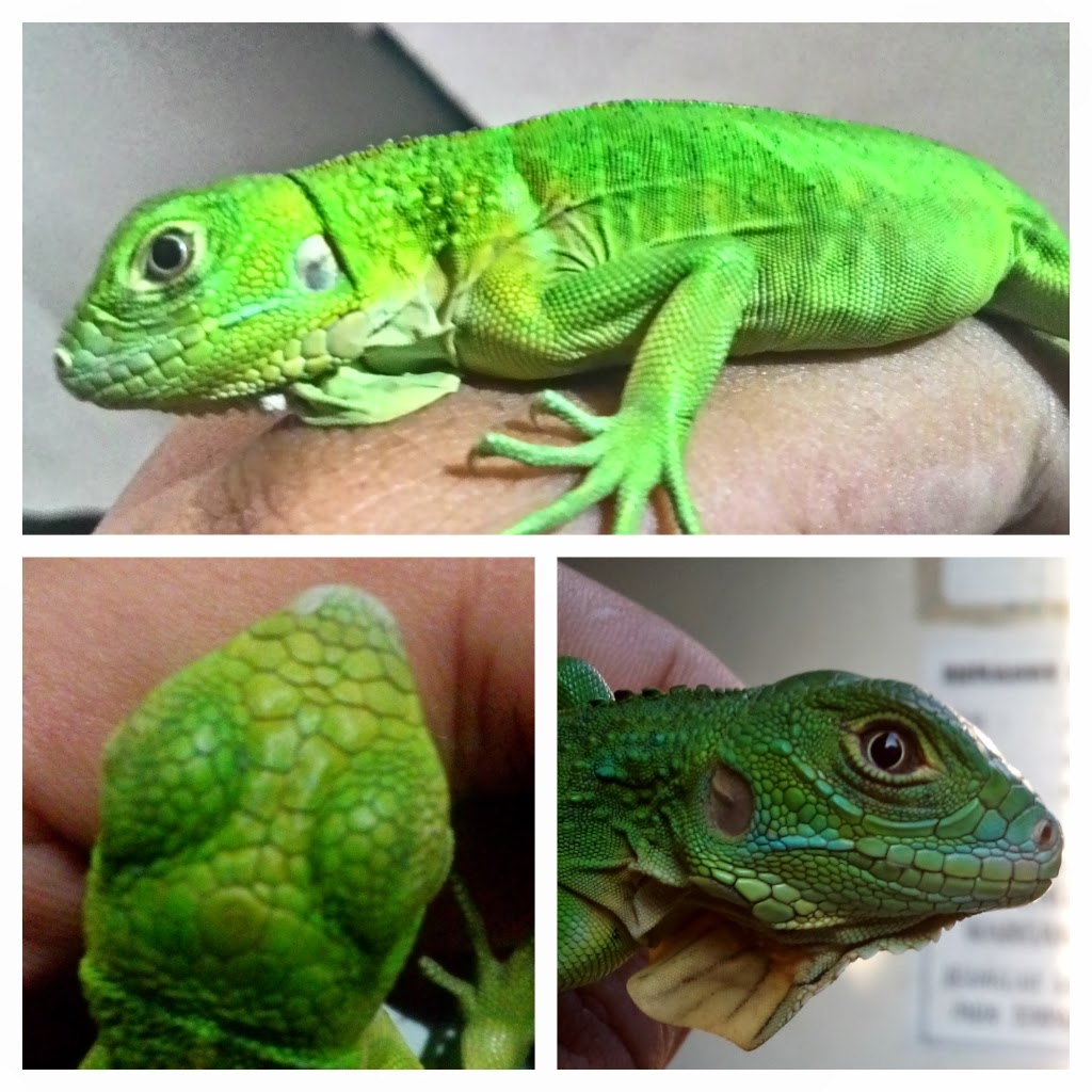 iguana hijau besar