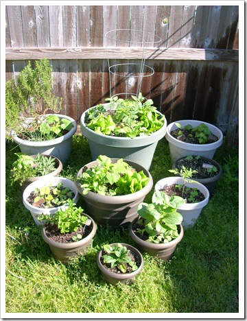 garden 001